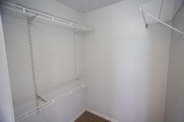 spacious closet featuring carpet