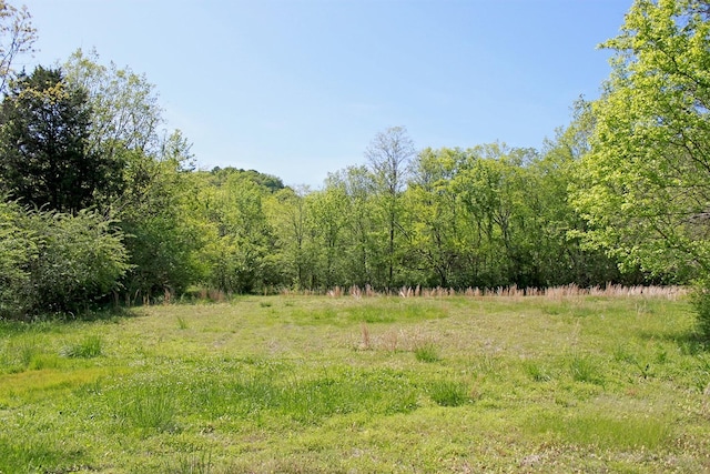 view of local wilderness