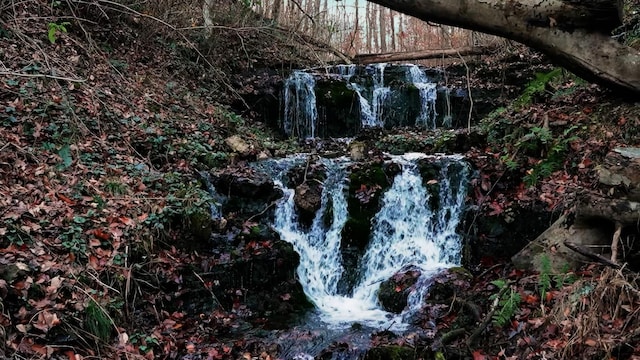 view of local wilderness