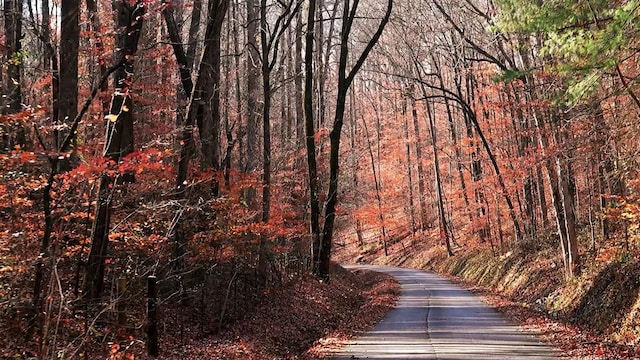 view of local wilderness