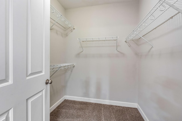 walk in closet with carpet floors