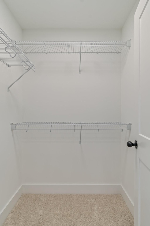 spacious closet featuring carpet