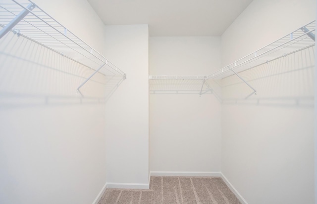 walk in closet with carpet floors