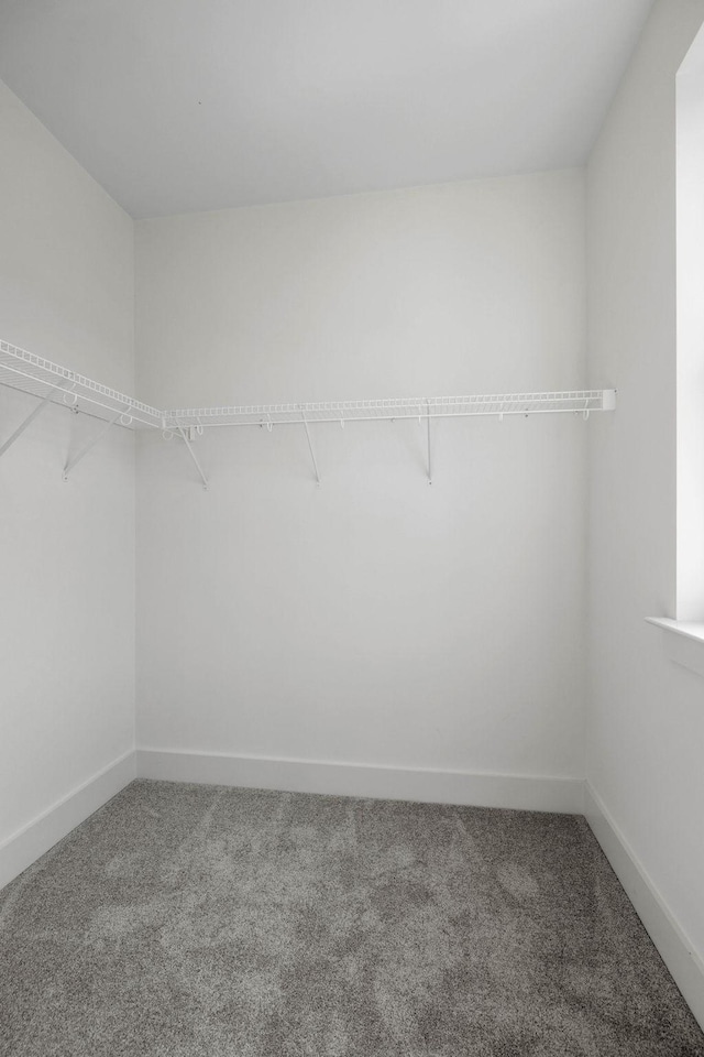 spacious closet featuring carpet flooring