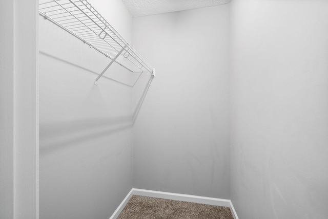 spacious closet featuring carpet floors