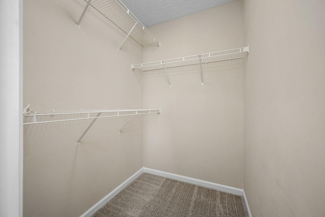 walk in closet featuring carpet flooring