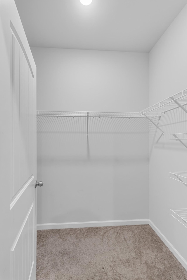 spacious closet featuring carpet floors