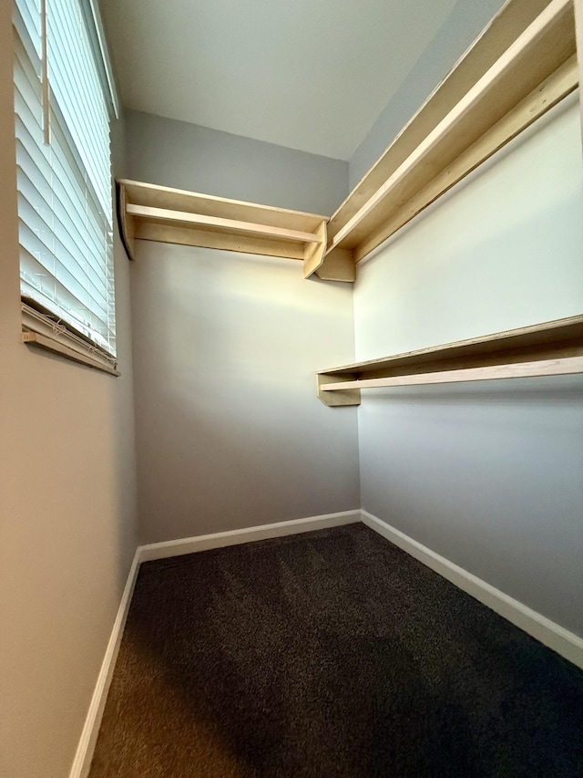 walk in closet with carpet flooring