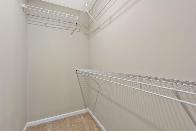 walk in closet with carpet floors