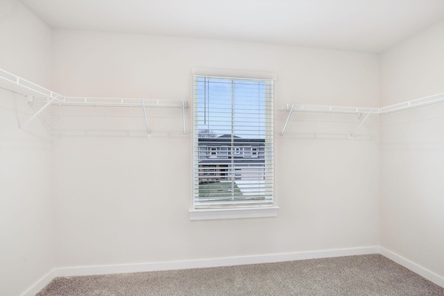 walk in closet with carpet flooring