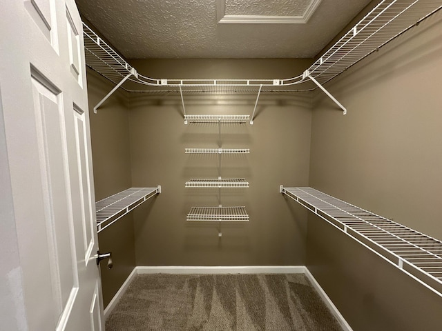 spacious closet featuring carpet flooring