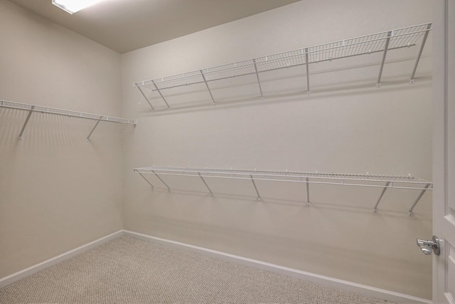 walk in closet featuring carpet floors