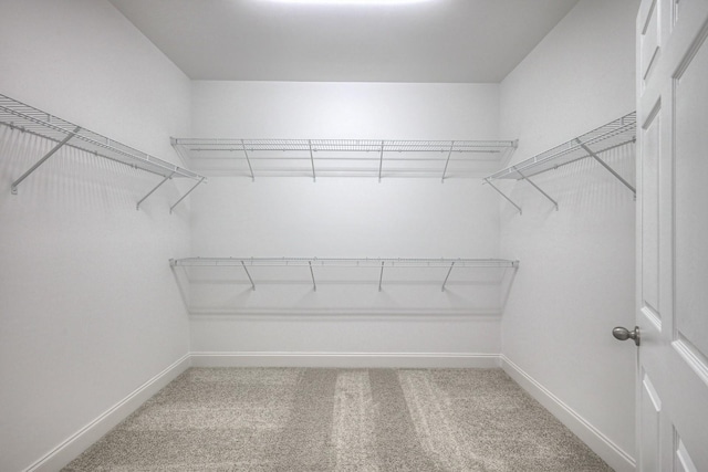 spacious closet featuring carpet flooring