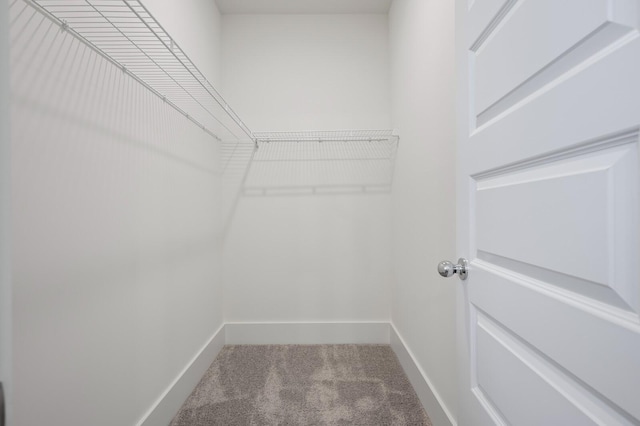 spacious closet featuring carpet