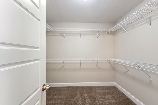 walk in closet with carpet floors