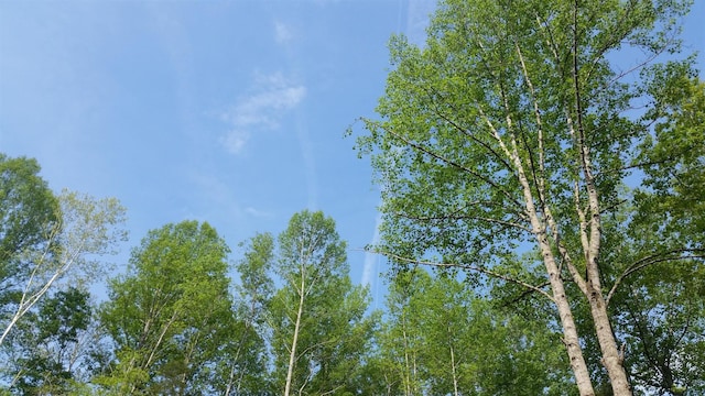 view of local wilderness