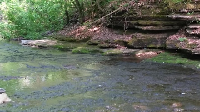 view of local wilderness