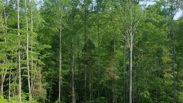 view of local wilderness