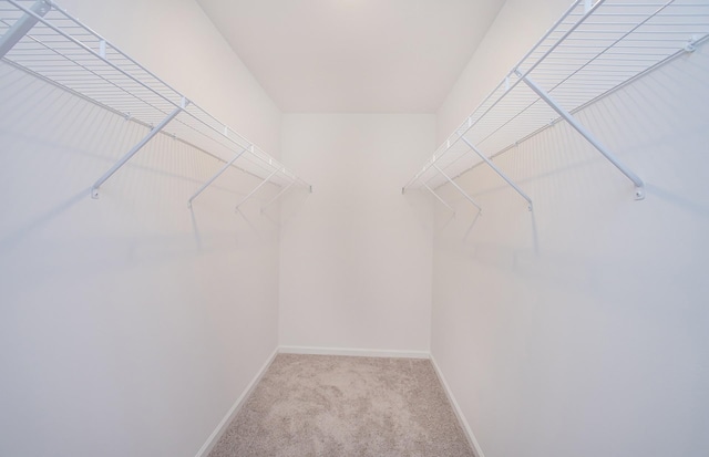 spacious closet featuring carpet