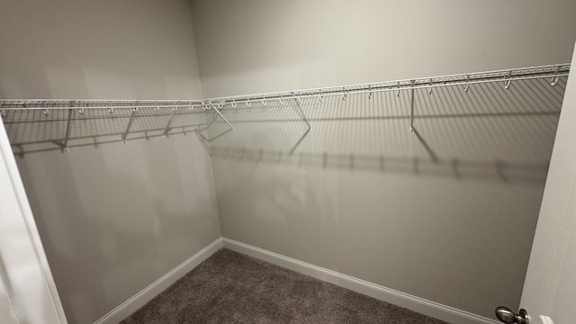 spacious closet featuring carpet