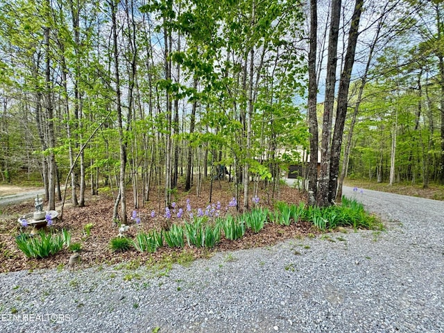 907 Parkstown Ext, Wilder, TN 38589 - view of yard
