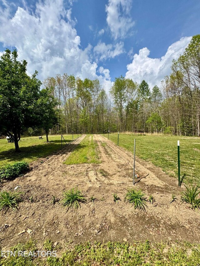 907 Parkstown Ext, Wilder, TN 38589 - view of yard