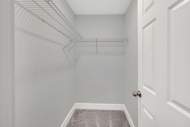 spacious closet featuring carpet floors