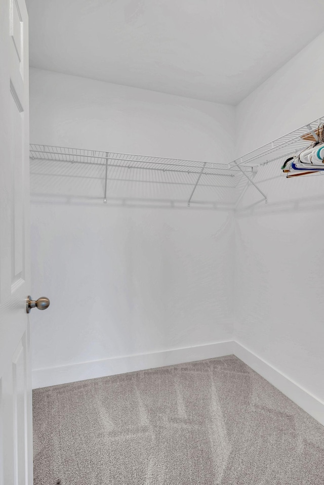 spacious closet featuring carpet flooring