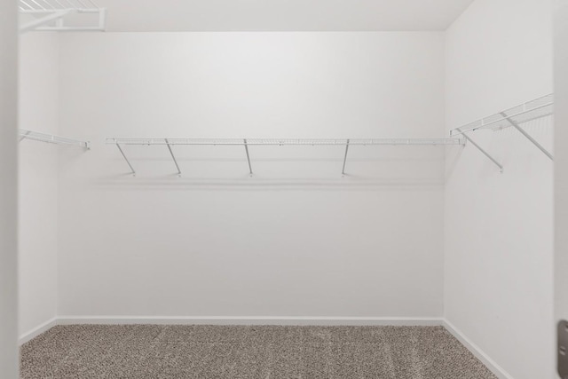 walk in closet featuring carpet flooring