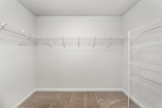 walk in closet featuring carpet