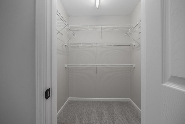 walk in closet featuring carpet floors