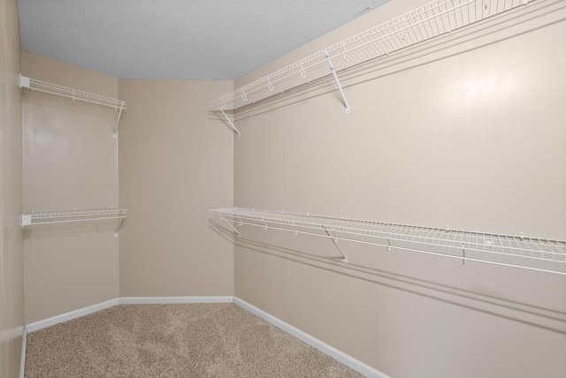 walk in closet featuring carpet flooring