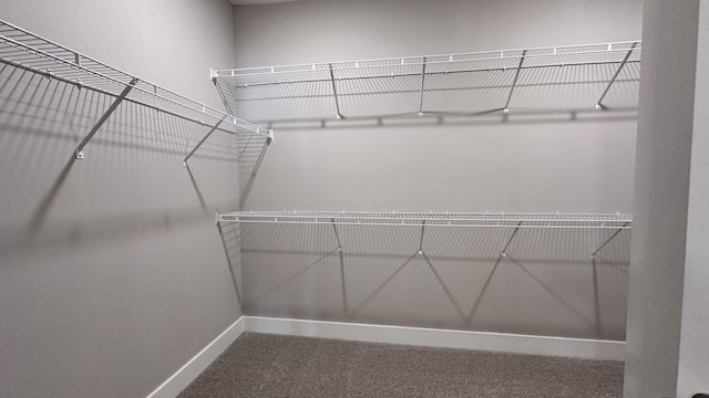 spacious closet featuring carpet flooring