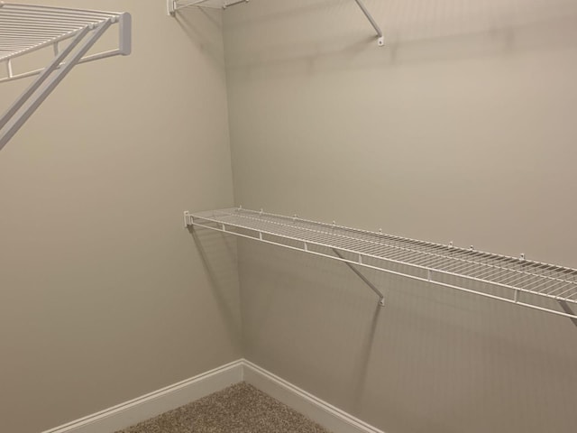 spacious closet featuring carpet