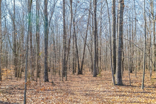 view of local wilderness