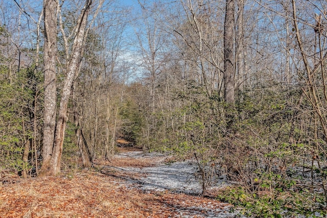 view of local wilderness