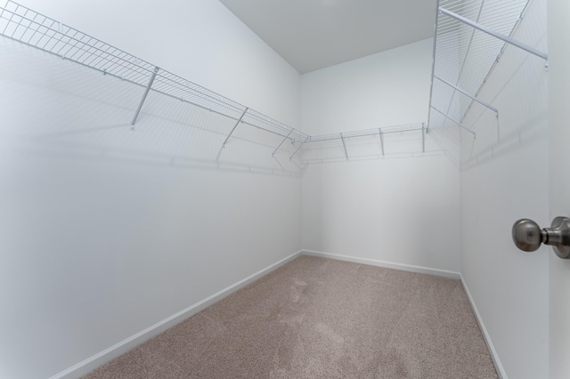 walk in closet featuring carpet flooring