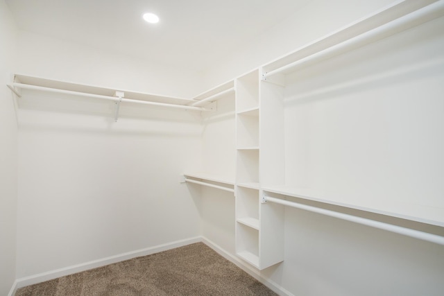 walk in closet with carpet flooring