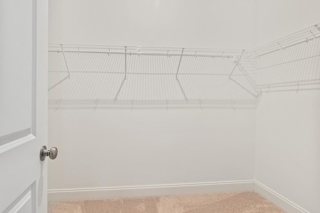 spacious closet featuring carpet flooring