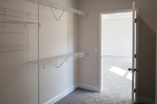 spacious closet with carpet