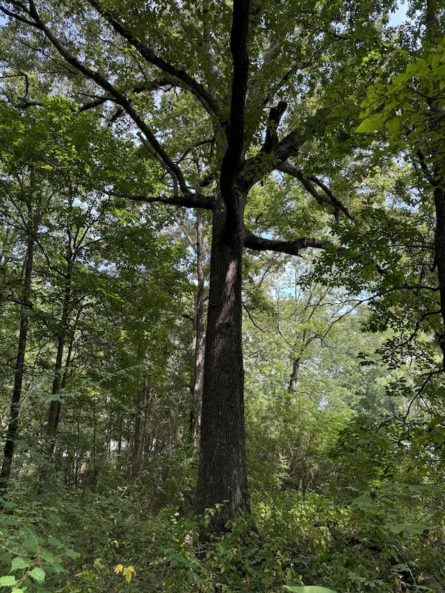 view of local wilderness