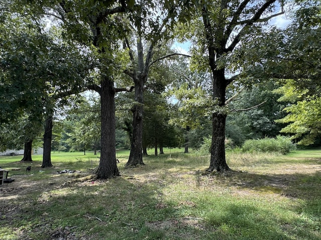 view of local wilderness