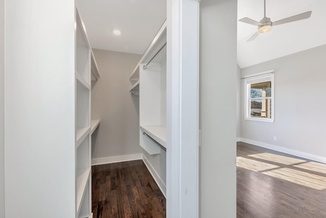 walk in closet with dark wood-type flooring and ceiling fan