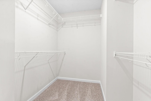 walk in closet with carpet flooring