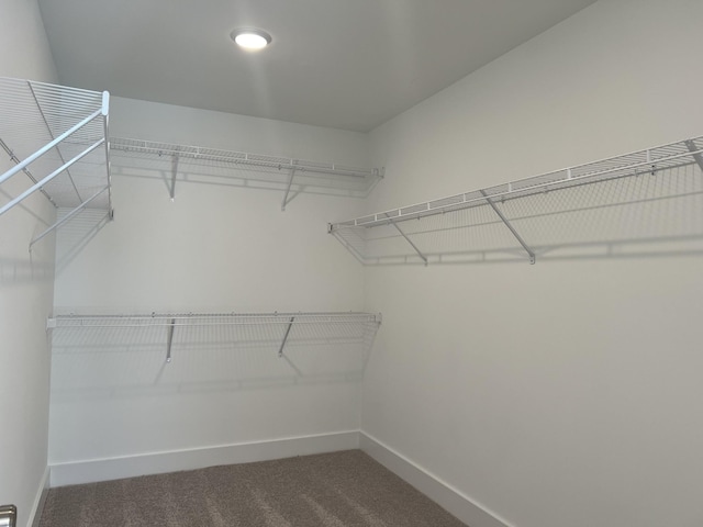 walk in closet featuring carpet