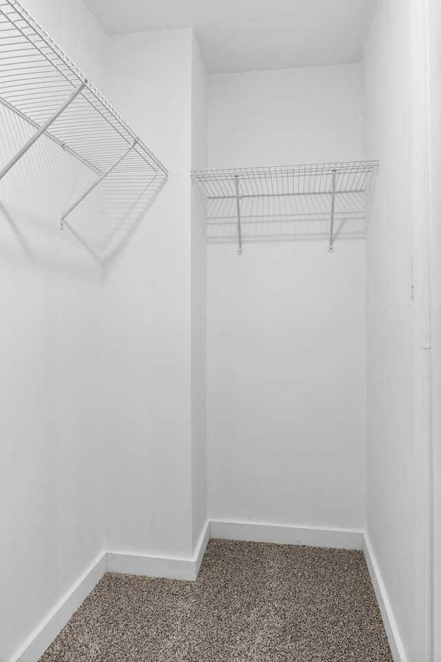 spacious closet featuring carpet flooring