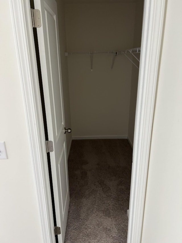 spacious closet featuring carpet