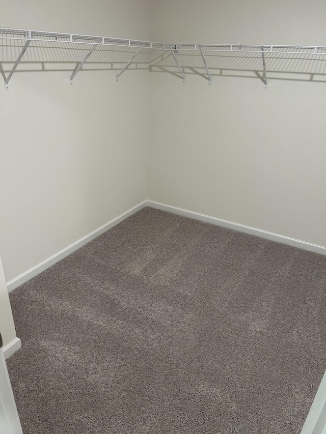 spacious closet featuring carpet floors