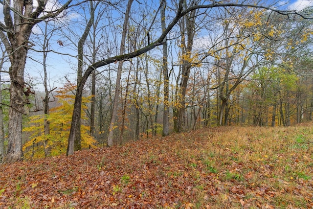 view of local wilderness