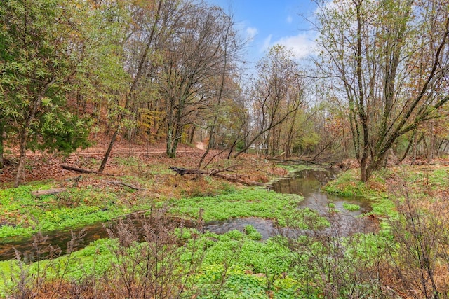 view of local wilderness